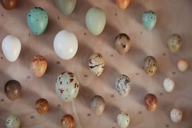 Bird Egg Replicas