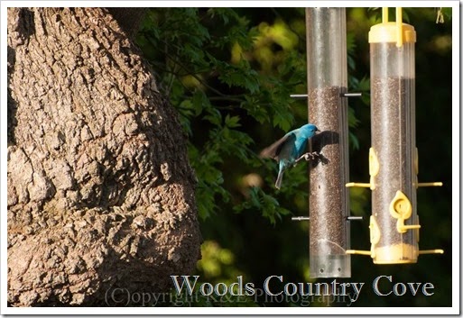 Indigo Bunting (1)