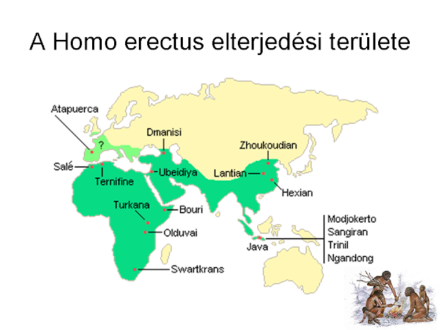 a homo erectus elterjedési területe