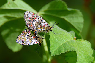 mariposa-arlequin-zerynthia-rumina-copula-