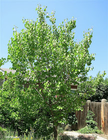 apricot tree