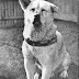 Câu chuyện Hachiko - Chú chó Nhật Bản trung thành nhất 