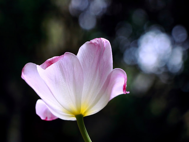 tulip. flower, bloom, blossom, spring