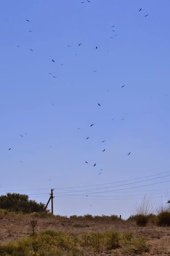 BlackKites