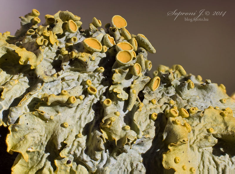 Sárga falizuzmó - Common Orange Lichen - Gewöhnliche Gelbflechte - Xanthoria parietina