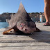 [INSOLITE] Mi-requin mi-cochon: une créature pêchée en Italie s’avère être une espèce menacée d’extinction 