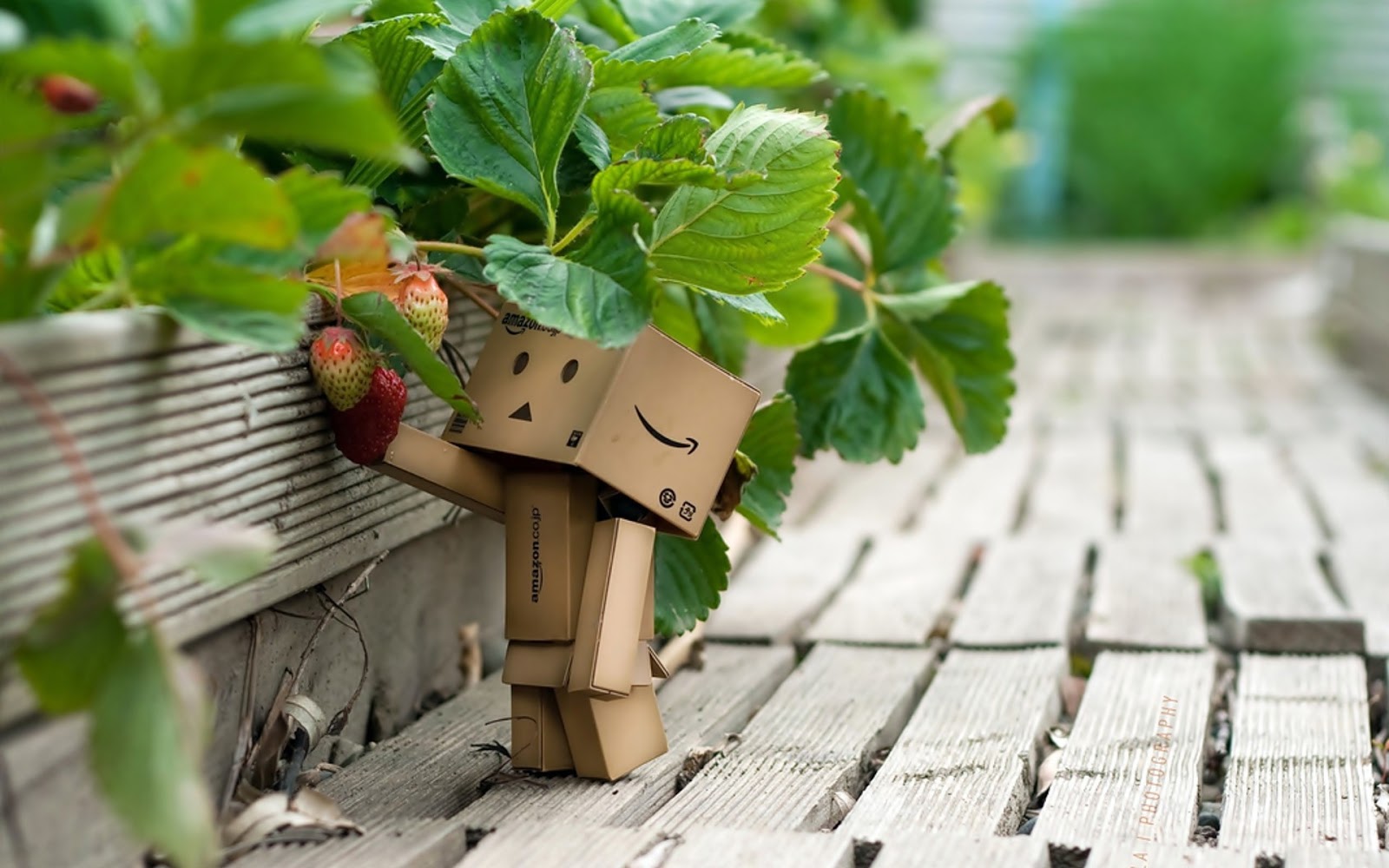 Gambar Wallpaper Danbo HD Lucu Terbaru Resepseputarblog