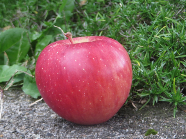 Tapered apple with a streaky red blush