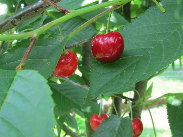 Prunus avium berries