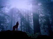 Wolf In Shadow: Snippet 1 (warming up for the nights howl gray wolf )