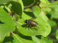 Parhelophilus versicolor