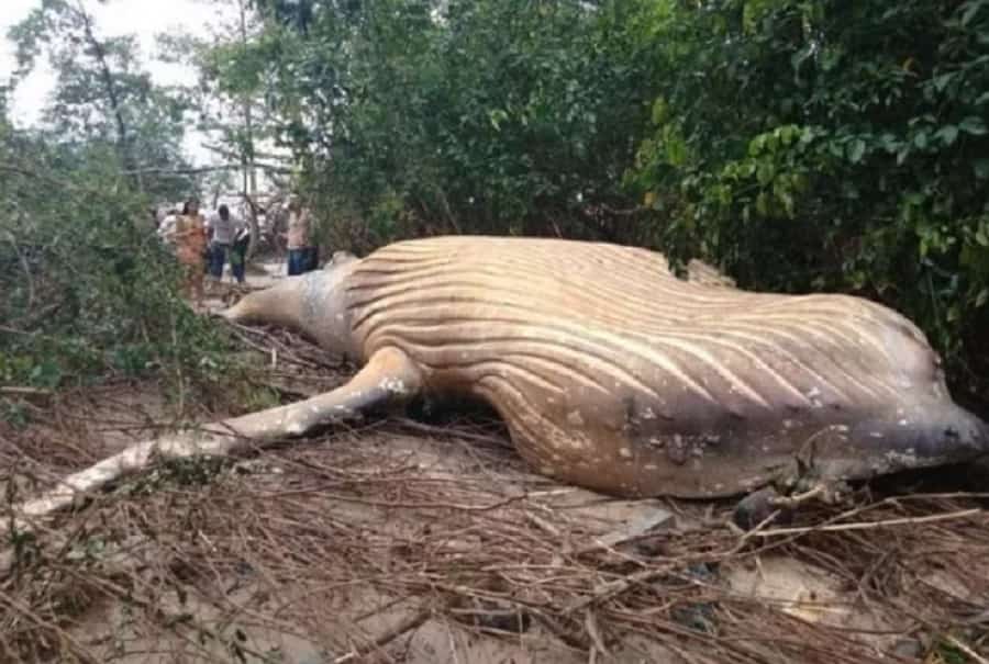 When A Humpback Whale Found Dead In Amazon Jungle?