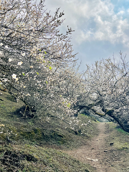 南投信義外坪頂蔡家梅園秘境古厝梅花充滿懷舊感，賞梅熱門景點