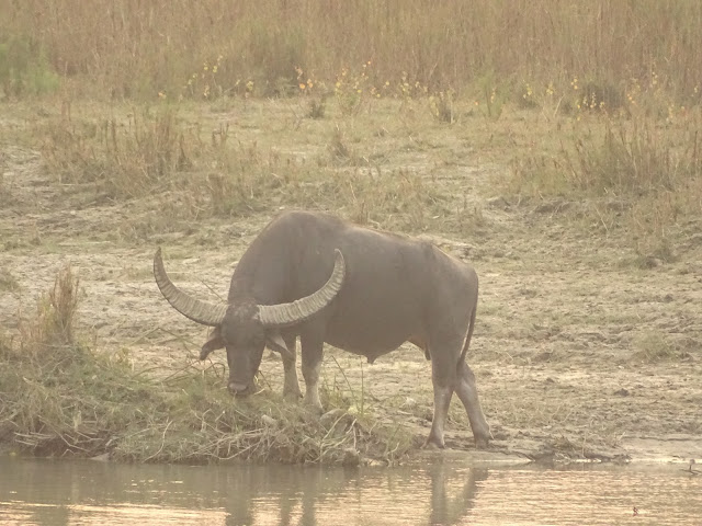 Wild Buffalo in Nepal