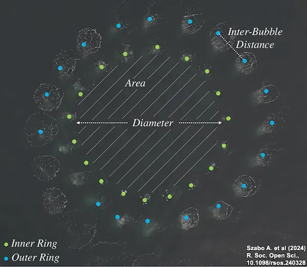 Humpback whales (Megaptera novaeangliae) manufacture bubble-nets as tools to increase prey intake 2