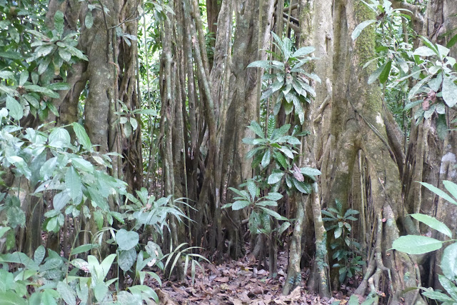 Parque Nacional Carara