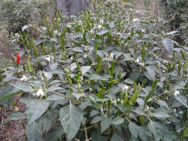 Top Terbaru Kebun Cabe, Menggambar Pohon