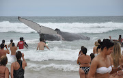 Baleia encalha na praia de Geribá em Búzios