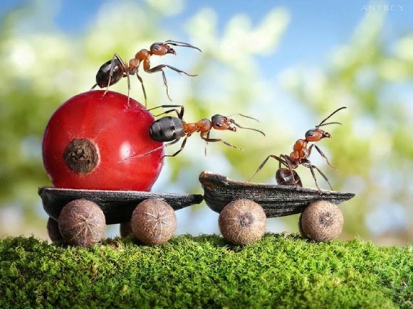 Life-of-Ants-Andrey-Pavlov-32