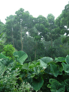 Just rain in La Ceiba