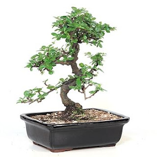 types of bonsai trees indoor with pictures