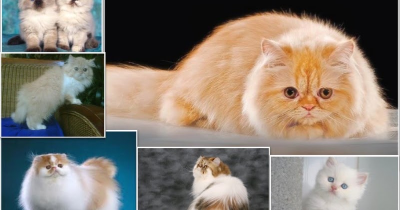  Kucing  Persia  Hewan  Peliharaan 