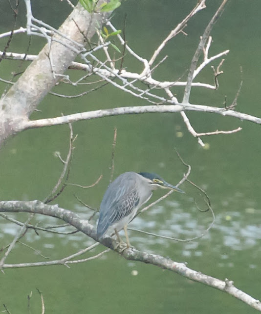 Striated Heron (Butorides striatus) 