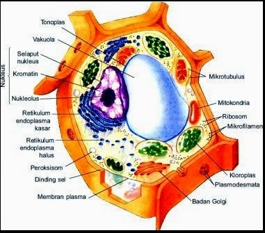 Sel Tumbuhan dan Fungsinya Beserta Gambar Organel organel Sel