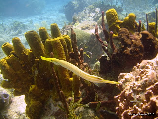 SpongesGardenGuadeloupe Reserve Cousteau