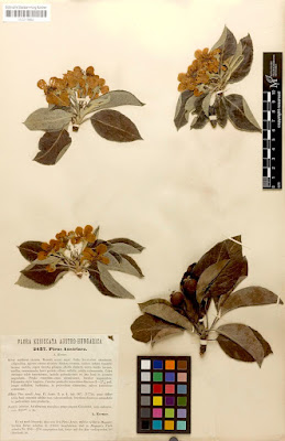Груша австрийская (Pyrus austriaca)
