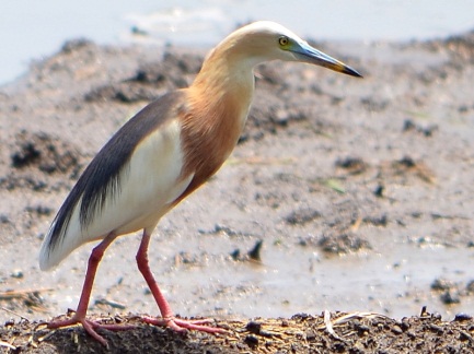 Gambar Hewan  Aves  dan Penjelasannya JASA PENGETIKAN CIBINONG