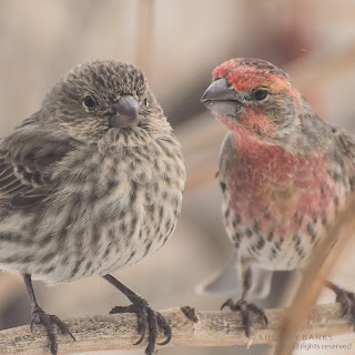 Female and male House Finches  Photo © Shelley Banks, all rights reserved.