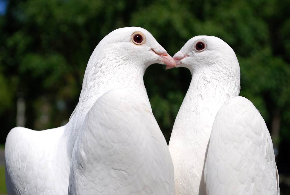  merpati kelinci