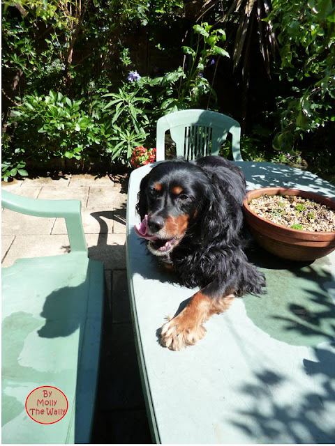 Molly The Wally In The Garden!