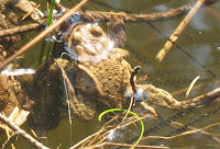 natuurfotografie; pad