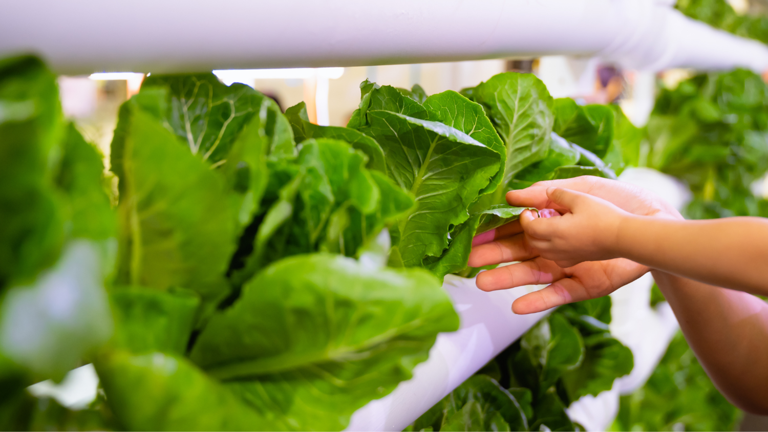 5 Ways Vertical Farming Is Improving Nutrition