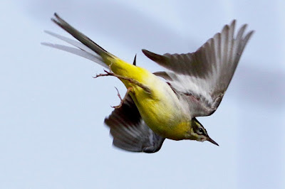 "Gray Wagtail - Motacilla cinerea, winter visitor, taking of from its perched position."