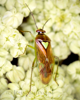 Western Tarnished Plant Bug (Lygus lineolaris)
(c) John Ashley