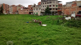 Some city grazers in Barrio Santandercito in the north of Bogotá, Colombia.