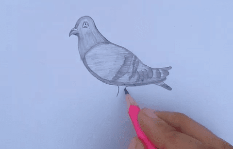 How to draw a Pigeon Step by Step in 2020