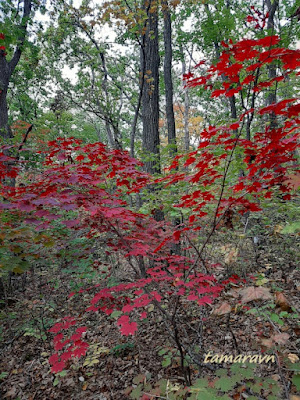 Клён ложнозибольдов (Acer pseudosieboldianum)