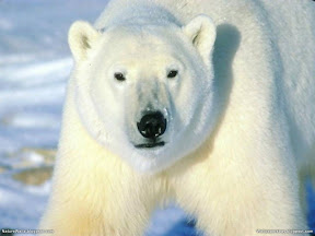 Polar Animals | nature desktop wallpapers Images Photos