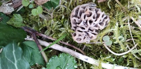 Morilles en Picardie avril 2021