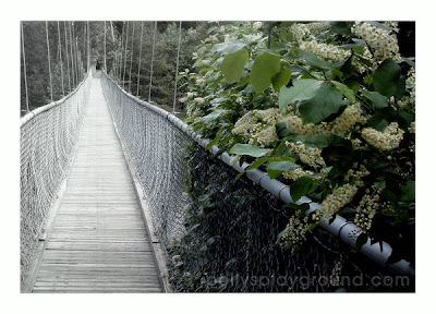 zuckerbridge island suspension bridge photo