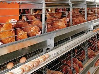 Poultry Farming Business Start up-Business Plans