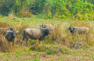 भारत मे पाए जाने वाले 50 जंगली जानवर | Wild Animals of India