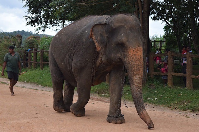 pinnawala elephant orphanage, chained elephant