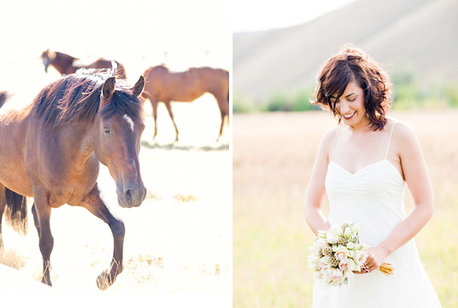 horses at wedding