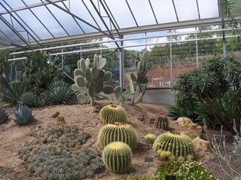 2010.08.13-022 plantes de climat sec