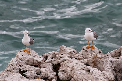 Gielpoatsulvermiuw - Geelpootmeeuw - Larus michahellis